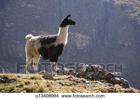 Llama, El Choro, Bolivia View Large Photo Image Picture - Llama, El Choro, Bolivia. Fotosearch
