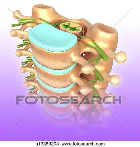 Stock Image - Lumbar vertebrae, illustration. Fotosearch