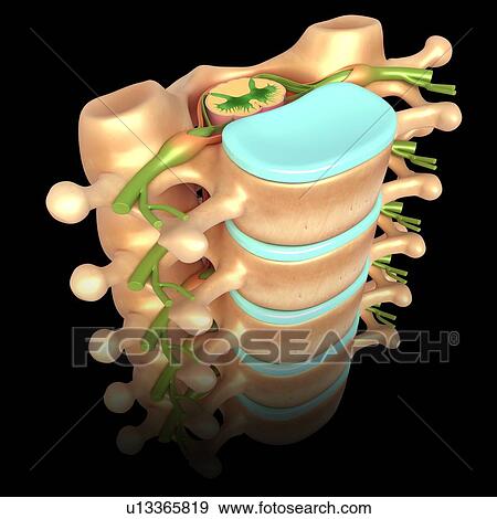 Stock Photo - Lumbar vertebrae, illustration. Fotosearch