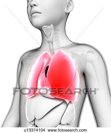 Picture - Lungs, illustration. Fotosearch