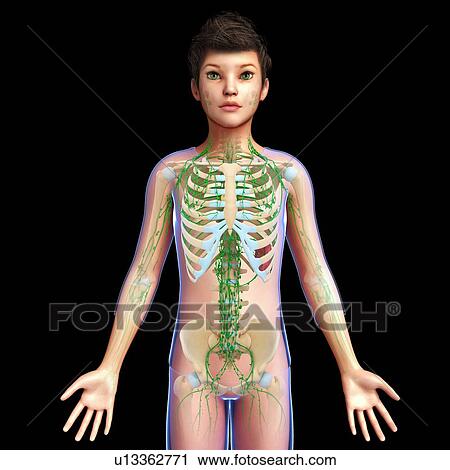 Stock Image - Lymphatic system, illustration. Fotosearch