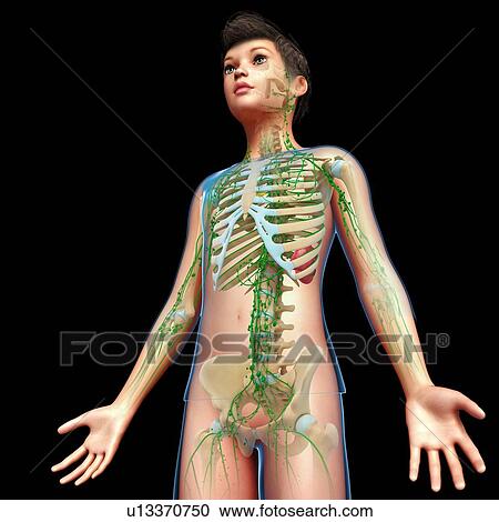 Stock Image - Lymphatic system, illustration. Fotosearch