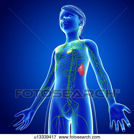 Lymphatic system, illustration View Large Photo Image Stock Photo - Lymphatic system, illustration. Fotosearch