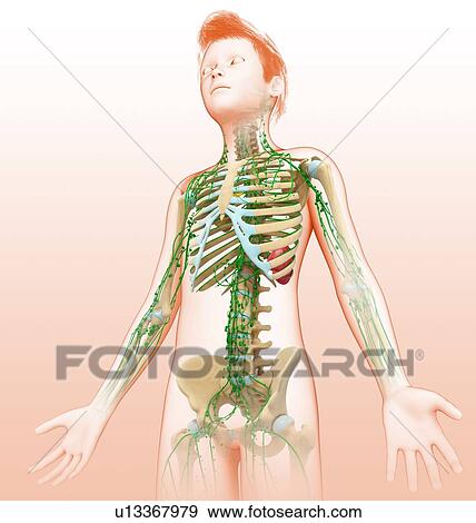 Stock Photo - Lymphatic system, illustration. Fotosearch