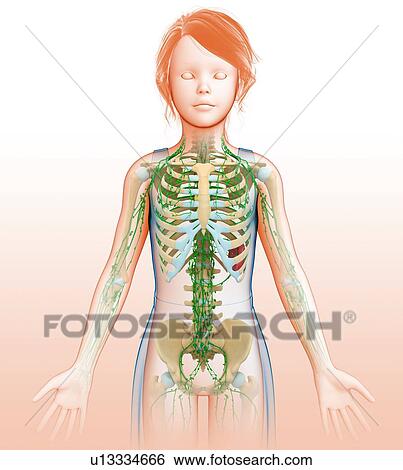 Lymphatic system, illustration View Large Photo Image Stock Photograph - Lymphatic system, illustration. Fotosearch