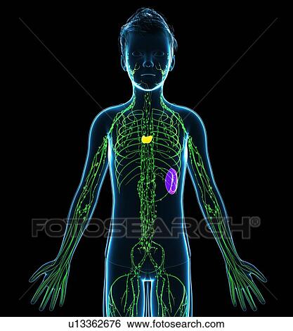 Stock Photograph - Lymphatic system, illustration. Fotosearch