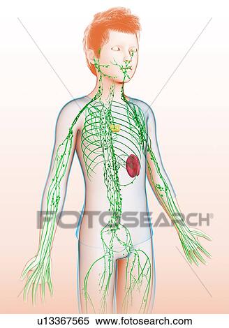 Stock Photography - Lymphatic system, illustration. Fotosearch