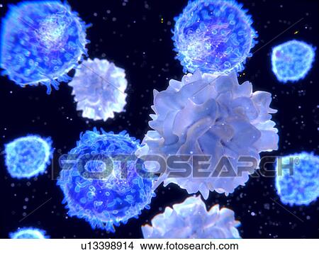 Lymphocytes and dendritic cells View Large Photo Image Picture - Lymphocytes and dendritic cells. Fotosearch