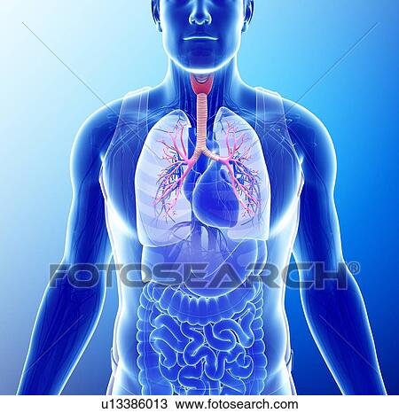 Male bronchi, illustration View Large Photo Image Stock Image - Male bronchi, illustration. Fotosearch