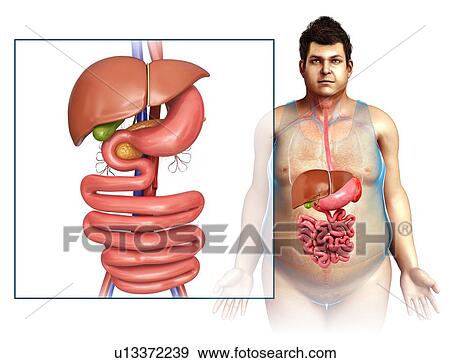 Male digestive system, illustration View Large Photo Image Stock Photo - Male digestive system, illustration. Fotosearch
