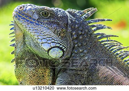 Stock Image - male green iguana (iguana Iguana). Fotosearch