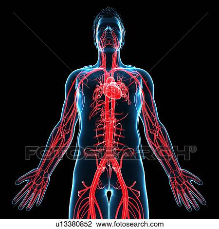 Stock Image - Male heart, illustration. Fotosearch
