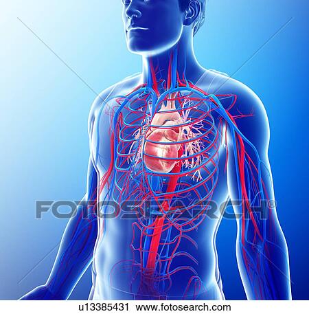 Male heart, illustration View Large Photo Image Stock Image - Male heart, illustration. Fotosearch