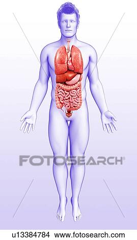 Picture - Male internal organs, illustration. Fotosearch