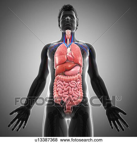 Stock Photo - Male internal organs, illustration. Fotosearch