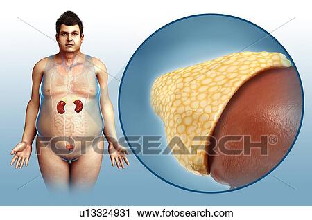 Stock Image - Male kidney anatomy, illustration. Fotosearch