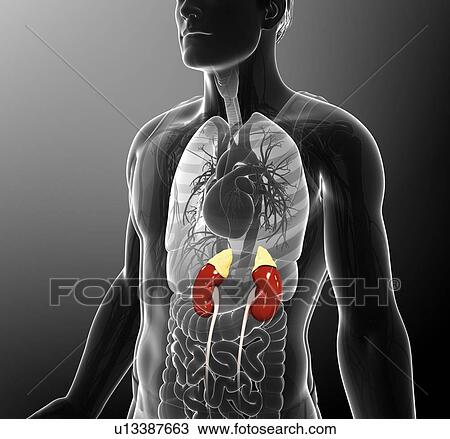 Stock Image - Male kidney, illustration. Fotosearch