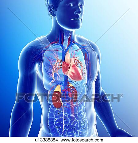 Picture - Male kidneys and heart, illustration. Fotosearch