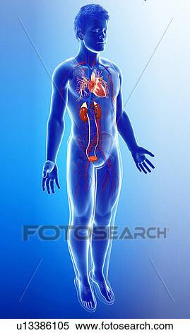 Male kidneys and heart, illustration View Large Photo Image Stock Photography - Male kidneys and heart, illustration. Fotosearch