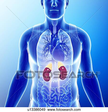 Male kidneys, illustration View Large Photo Image Stock Photo - Male kidneys, illustration. Fotosearch