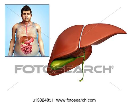 Male liver anatomy, illustration View Large Photo Image Stock Image - Male liver anatomy, illustration. Fotosearch