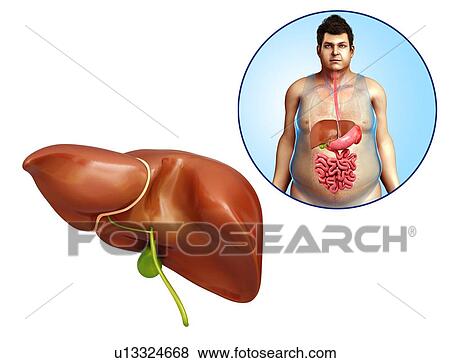 Stock Photo - Male liver anatomy, illustration. Fotosearch