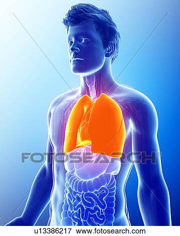 Male lungs, illustration View Large Photo Image Stock Photo - Male lungs, illustration. Fotosearch