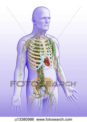 Stock Photograph - Male lymphatic system, illustration. Fotosearch