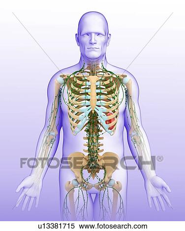 Stock Photography - Male lymphatic system, illustration. Fotosearch