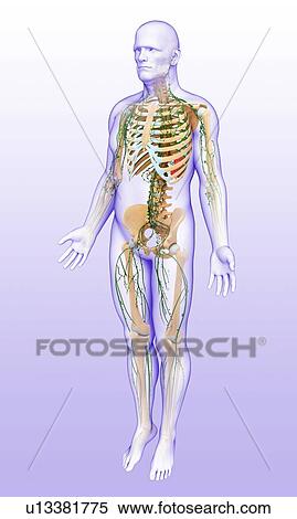 Stock Photography - Male lymphatic system, illustration. Fotosearch