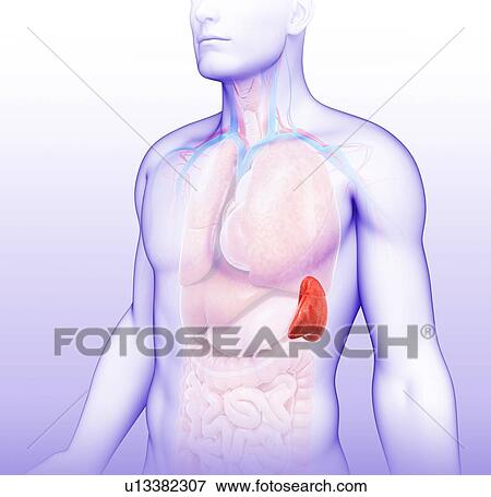 Stock Photo - Male spleen, illustration. Fotosearch