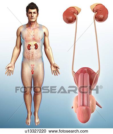 Male urinary system, illustration View Large Photo Image Stock Image - Male urinary system, illustration. Fotosearch