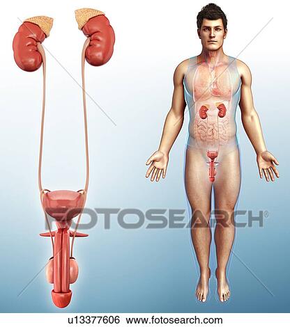 Stock Photograph - Male urinary system, illustration. Fotosearch