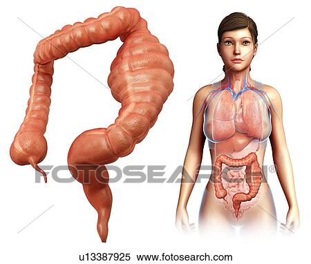 Stock Photography - Megacolon, illustration. Fotosearch