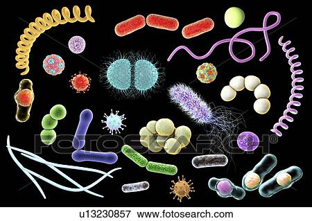 Microbes, illustration View Large Photo Image Stock Photo - Microbes, illustration. Fotosearch