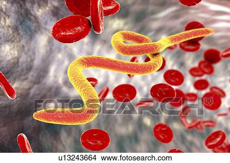 Picture - Microfilaria worms in blood, illustration. Fotosearch