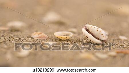 Stock Photo - mouth shaped seashell on a beach. Fotosearch