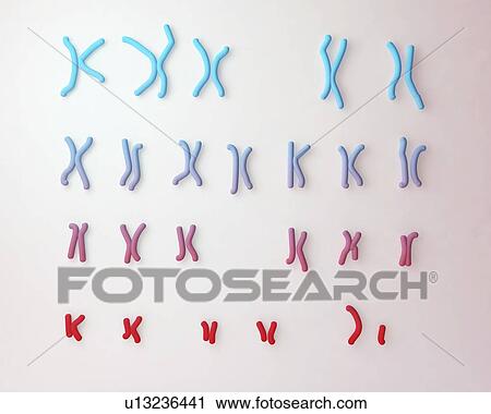 Stock Image - Normal male chromosomes, illustration. Fotosearch