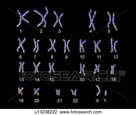 Normal male chromosomes, illustration View Large Photo Image Stock Image - Normal male chromosomes, illustration. Fotosearch