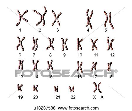 Normal male chromosomes, illustration View Large Photo Image Stock Photo - Normal male chromosomes, illustration. Fotosearch