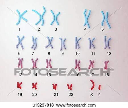 Normal male chromosomes, illustration View Large Photo Image Stock Photo - Normal male chromosomes, illustration. Fotosearch