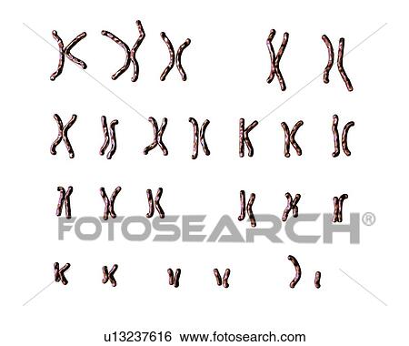 Normal male chromosomes, illustration View Large Photo Image Stock Photograph - Normal male chromosomes, illustration. Fotosearch