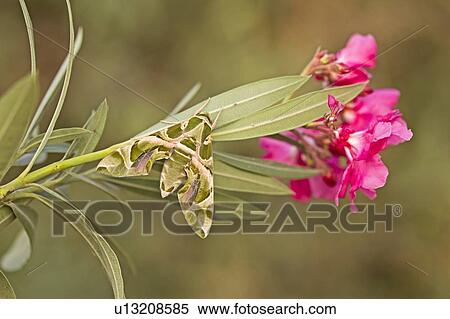 Stock Photography - Oleander hawk moth (Daphnis nerii). Fotosearch