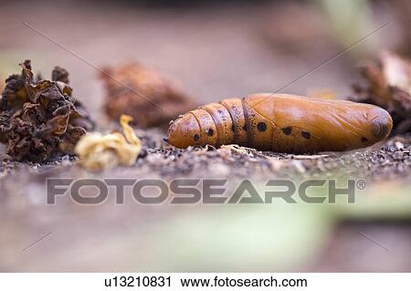 Stock Image - Oleander Hawk-moth Pupa. Fotosearch