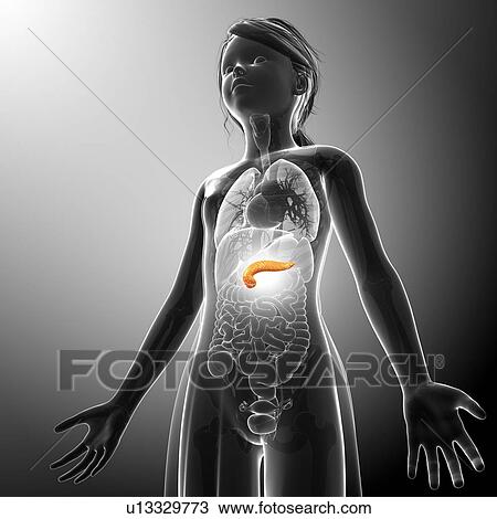 Pancreas, illustration View Large Photo Image Stock Image - Pancreas, illustration. Fotosearch