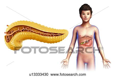 Stock Image - Pancreas, illustration. Fotosearch