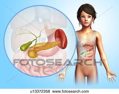 Stock Photo - Pancreas, illustration. Fotosearch