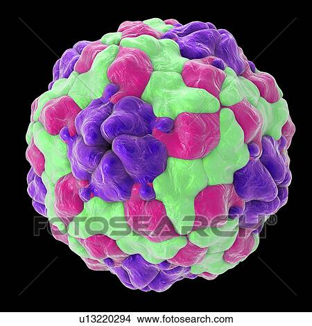 Picture - Parechovirus, illustration. Fotosearch