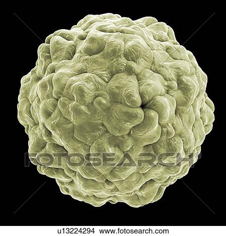 Picture - Parechovirus, illustration. Fotosearch