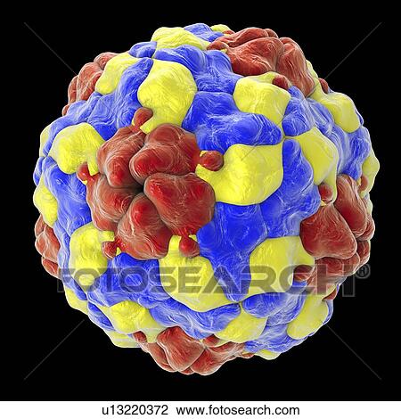 Stock Image - Parechovirus, illustration. Fotosearch